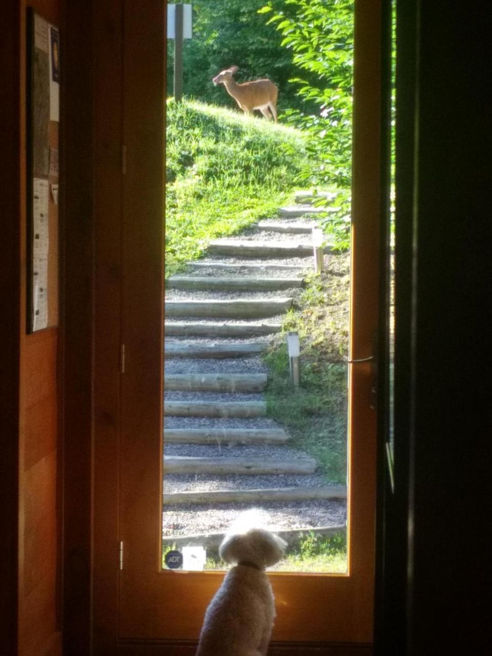 Chalet F116 Mont-Tremblant Nord Lac-Superieur Eksteriør billede
